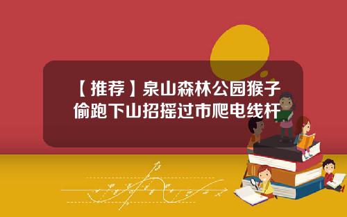 【推荐】泉山森林公园猴子偷跑下山招摇过市爬电线杆