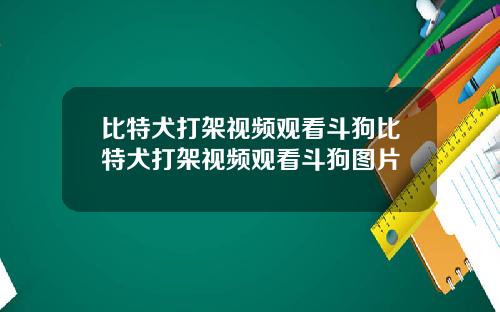 比特犬打架视频观看斗狗比特犬打架视频观看斗狗图片