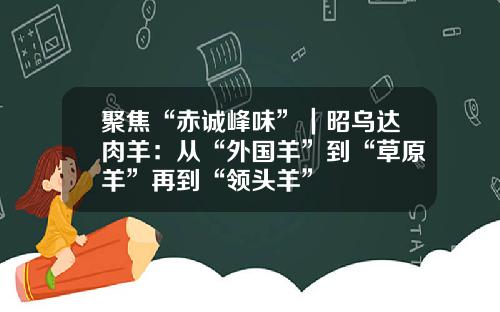 聚焦“赤诚峰味”｜昭乌达肉羊：从“外国羊”到“草原羊”再到“领头羊”